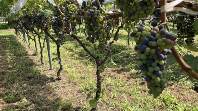 山梨勝沼でワインの葡萄を栽培している農家さんでお手伝いしてきました！