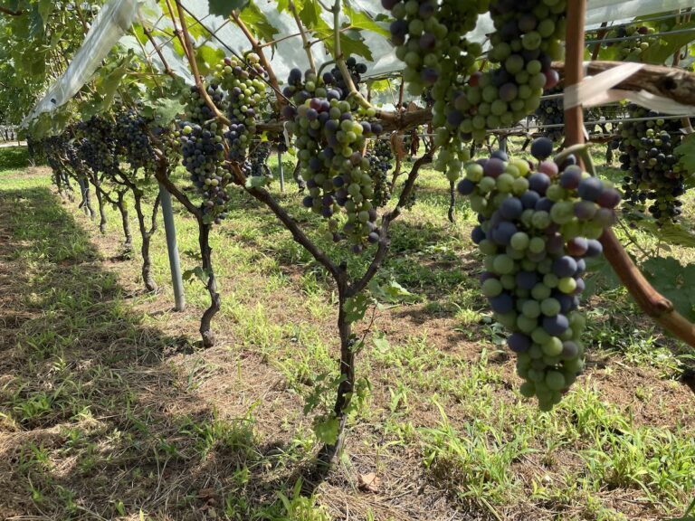山梨勝沼でワインの葡萄を栽培している農家さんでお手伝いしてきました！